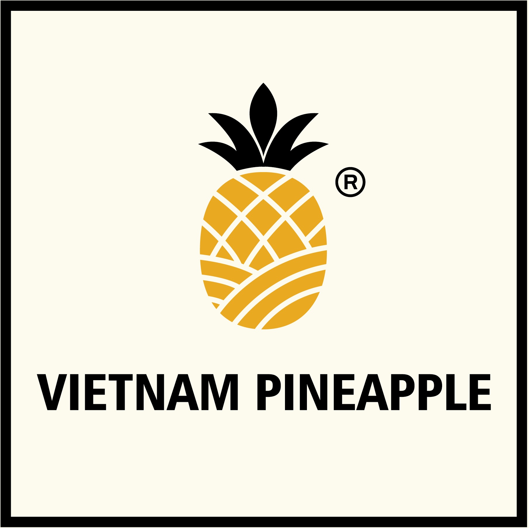 King of Vietnam Pineapple